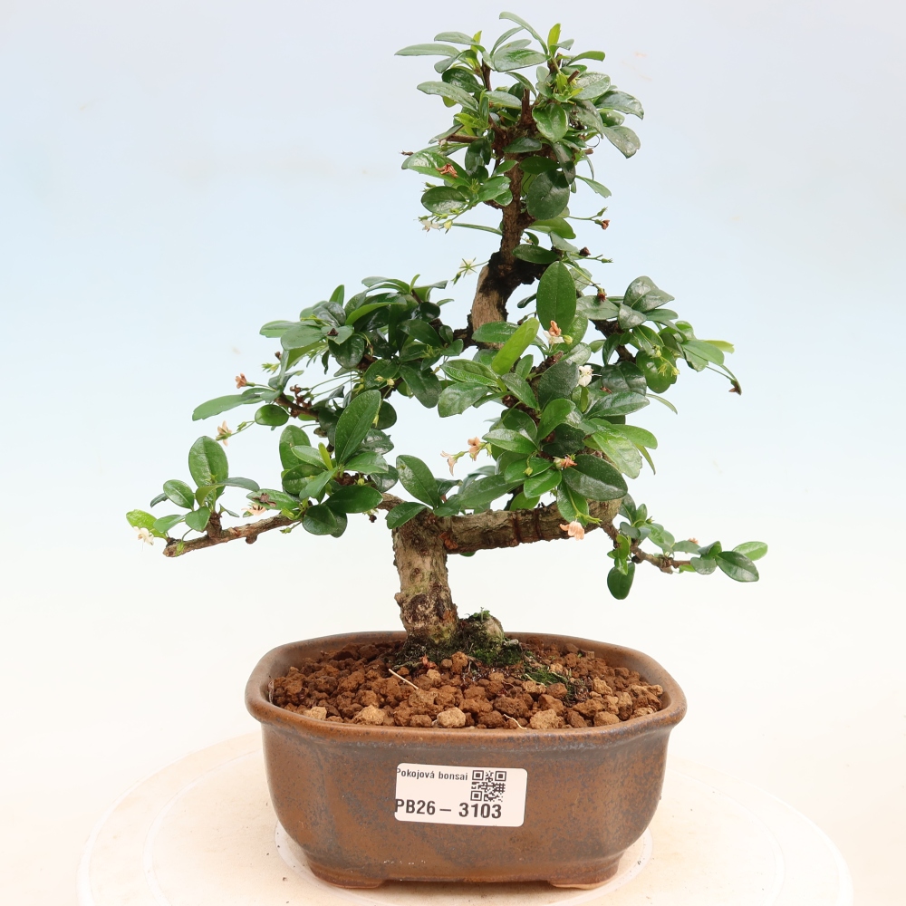 Room bonsai - Carmona macrophylla - Tea fuki