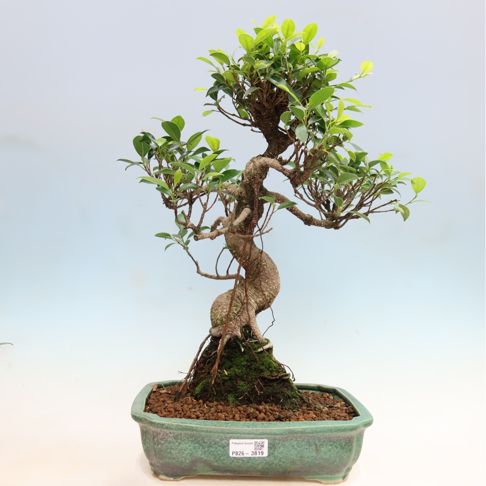 Room bonsai - Ficus kimmen - small-leaved ficus