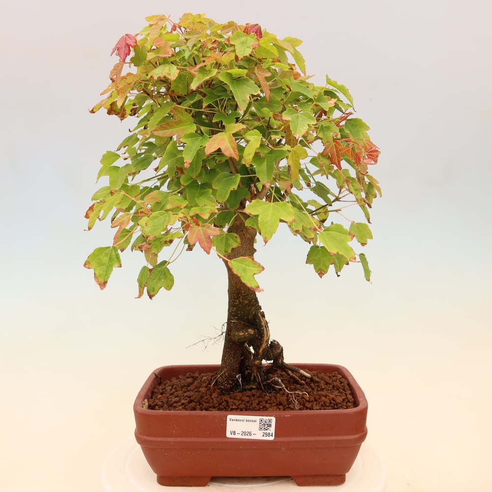 Outdoor bonsai - Maple Burger - Acer Burgerianum