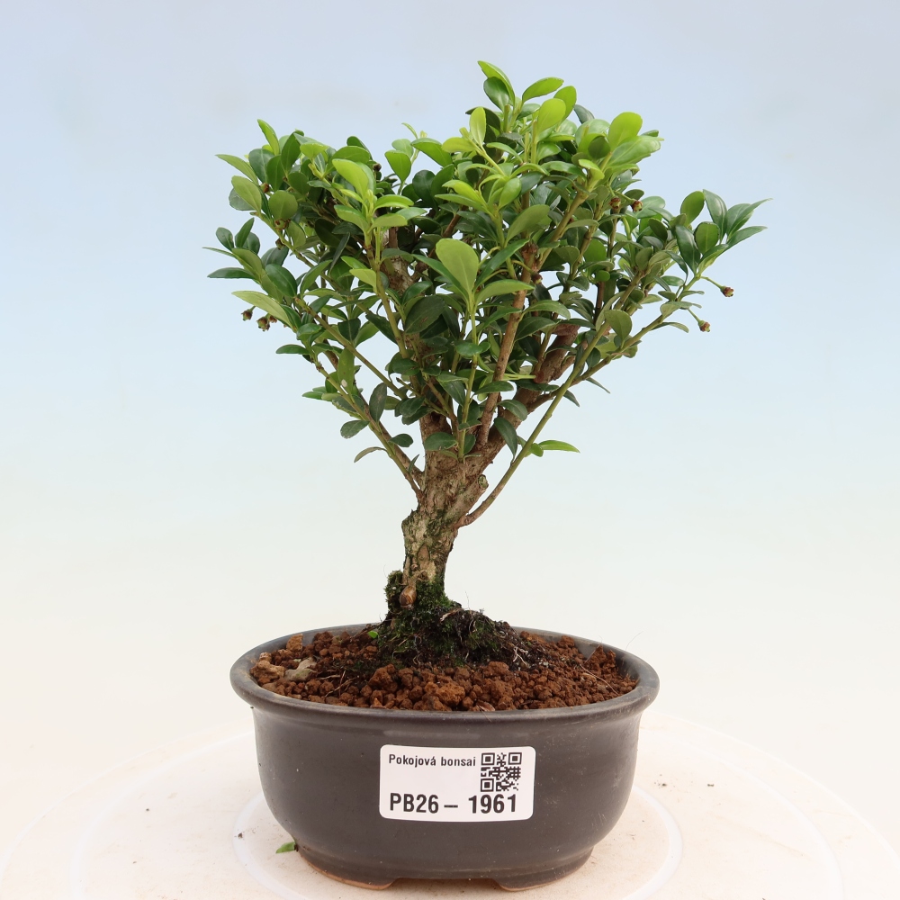 Room bonsai - Ilex crenata - Holly
