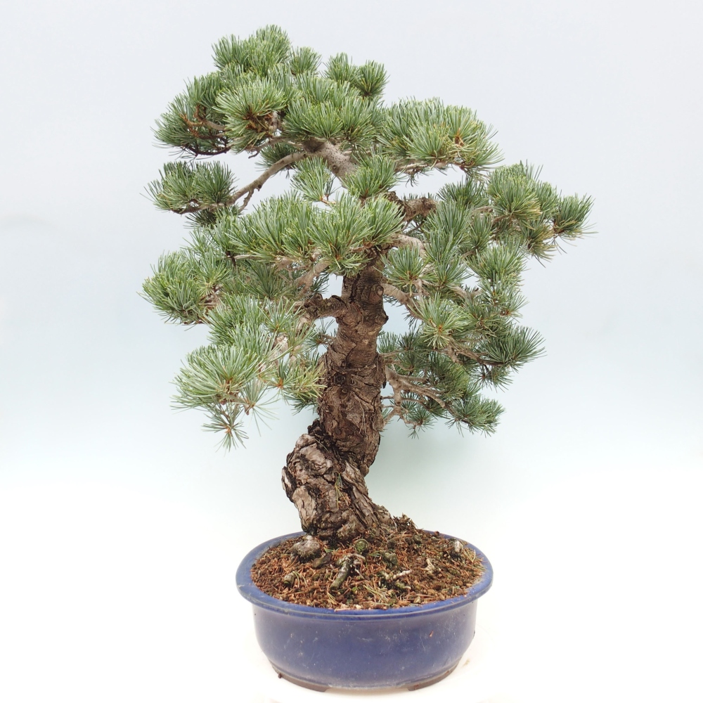 Outdoor bonsai - Pinus parviflora - Small pine tree