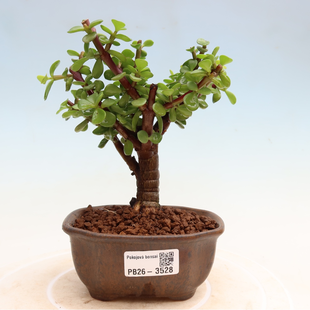 Room bonsai - Portulakaria Afra - Tlustice