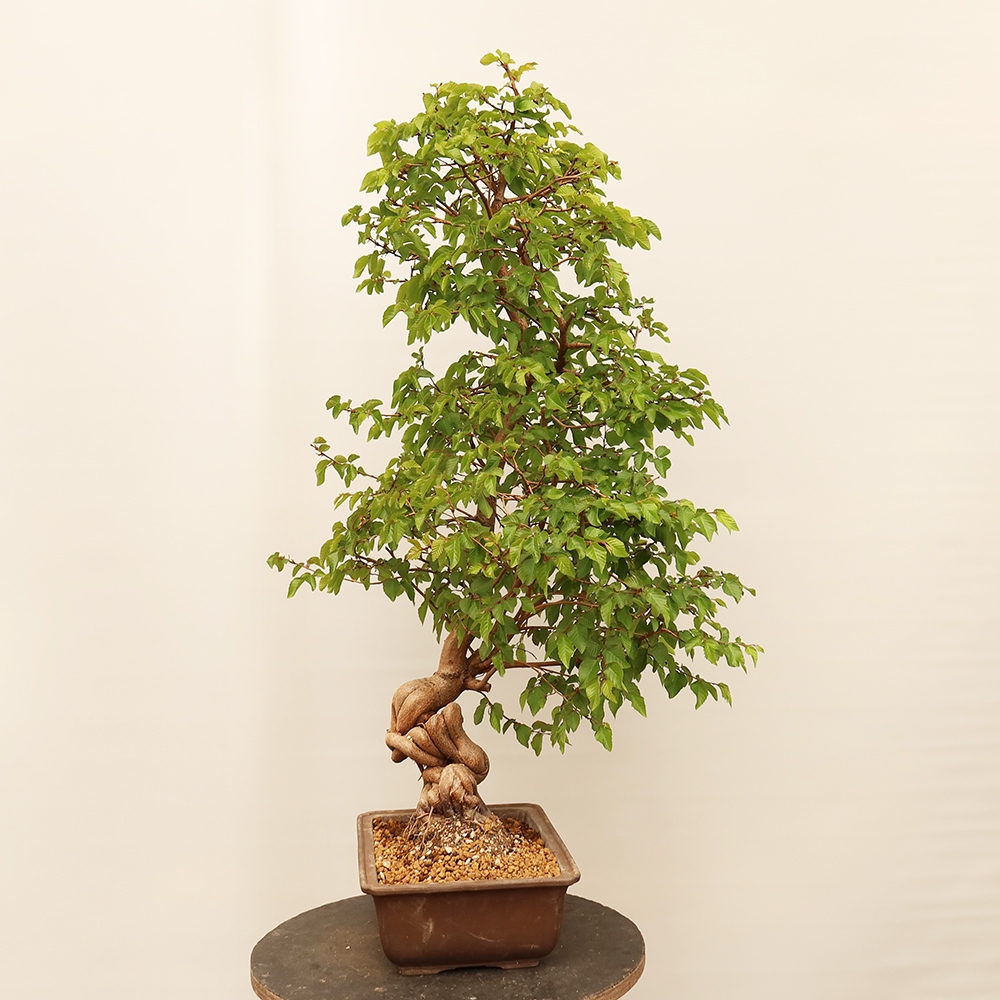 Outdoor bonsai - Carpinus Coreana - Korean hornbeam