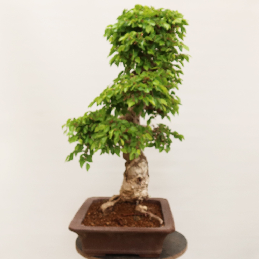 Outdoor bonsai - Carpinus Coreana - Korean hornbeam