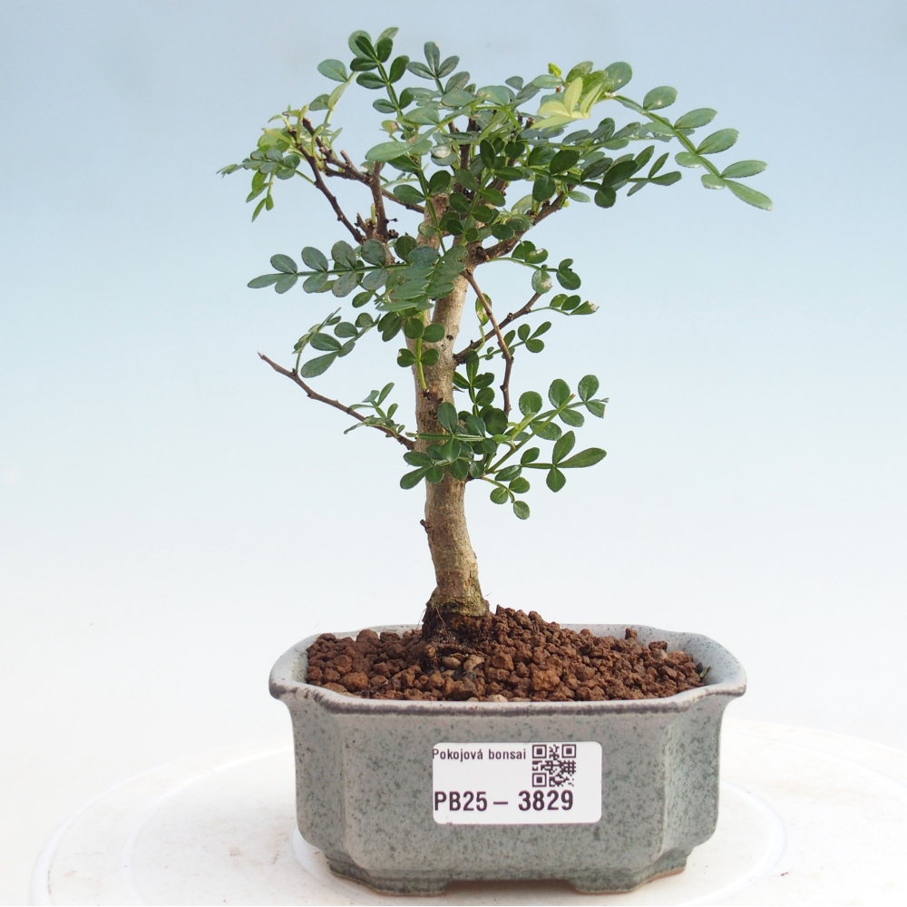 Room bonsai - Zantoxylum piperitum - Pepper tree PB220935