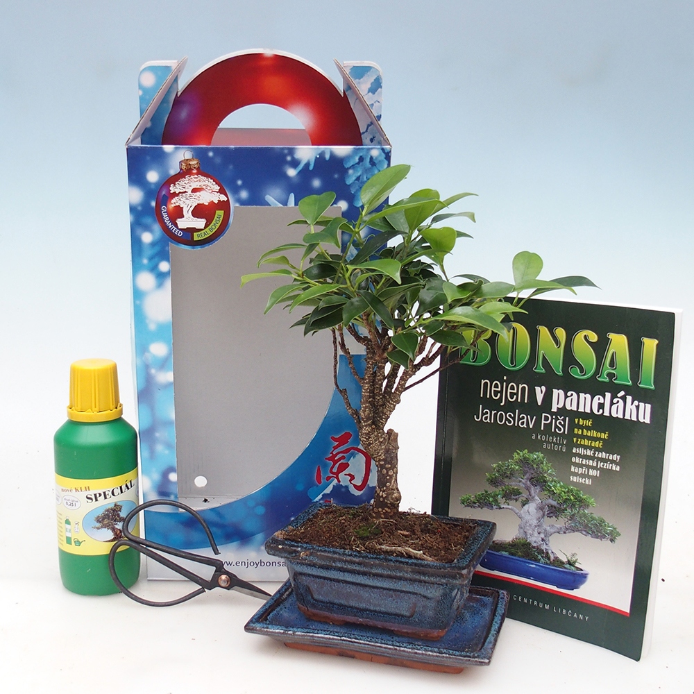 Room bonsai in gift box