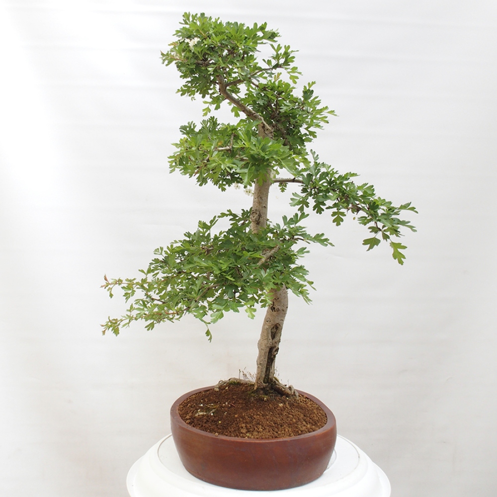 Outdoor bonsai - Hawthorn - Crataegus monogyna