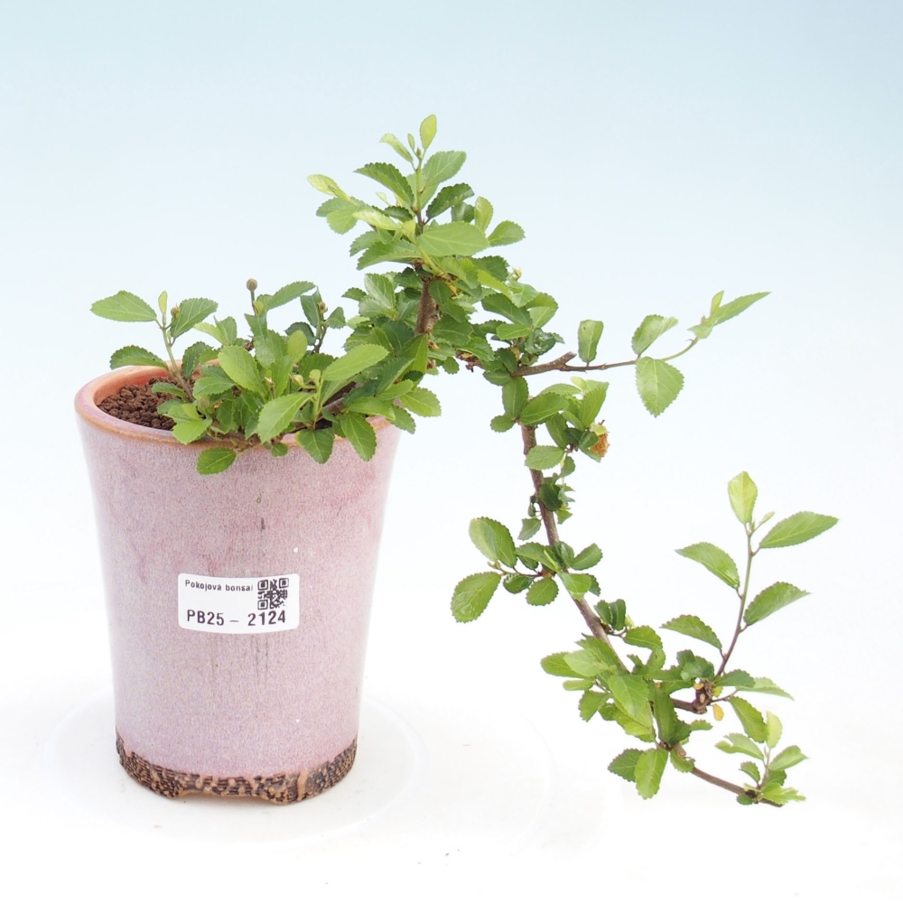 Indoor bonsai - Grewia occidentalis - Lavender star