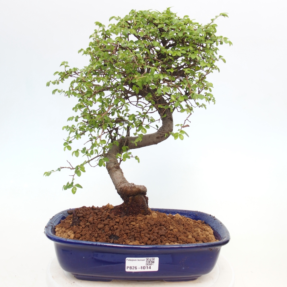 Room bonsai - Ulmus parvifolia - Small-leaved elm