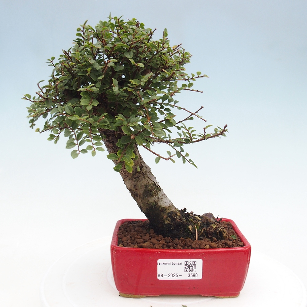 Outdoor bonsai - Ulmus parvifolia Hokkaido - Chinese elm