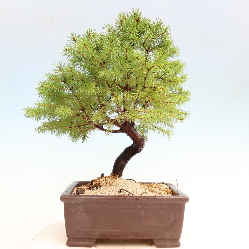 Outdoor Bonsai - Blue Spruce - Picea glauca 'Globe'