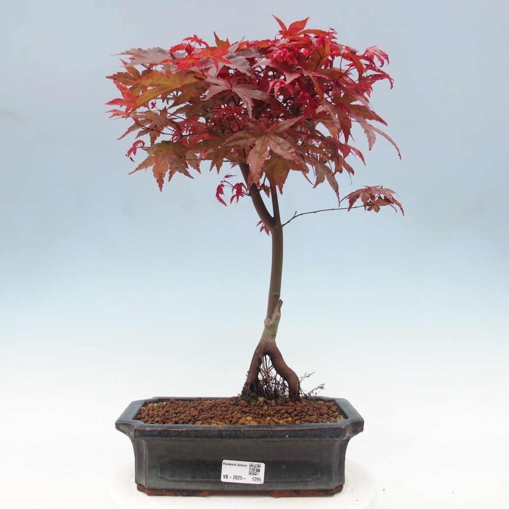 Outdoor bonsai - dlanitolistý Maple - Acer palmatum DESHOJO