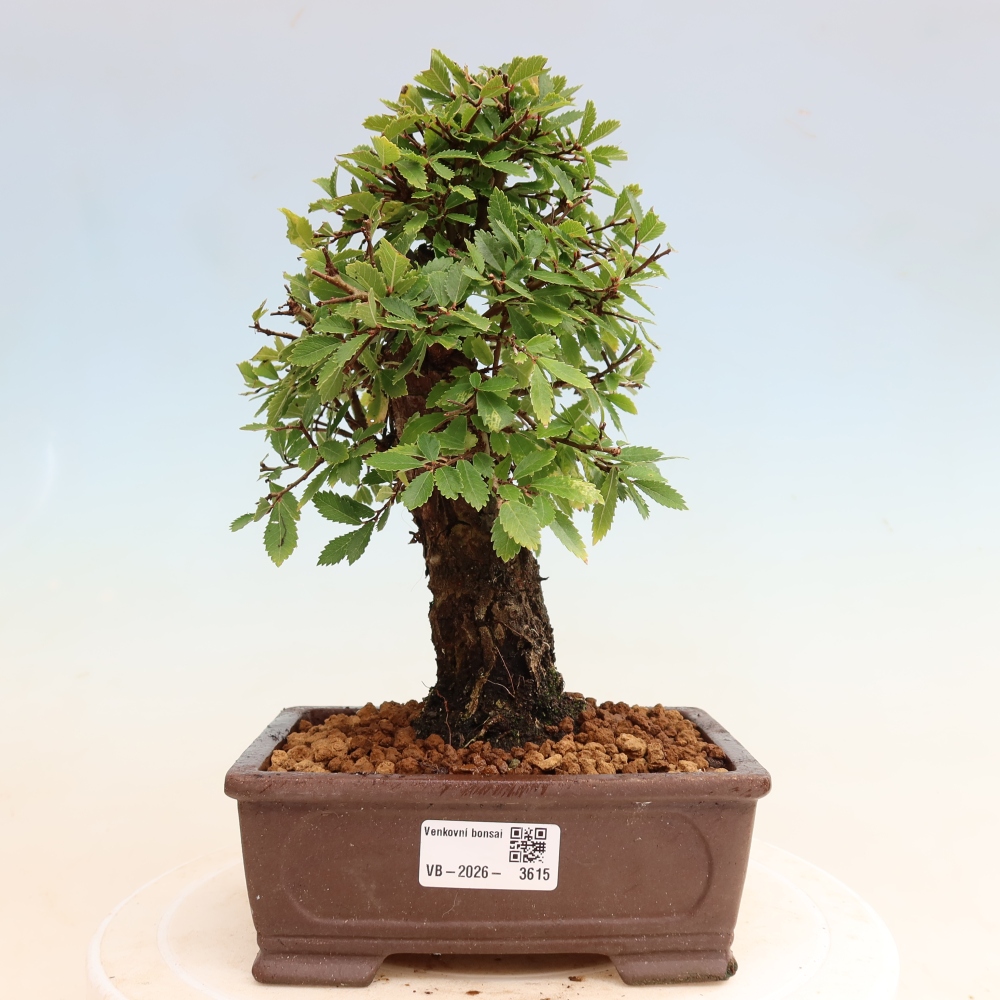Outdoor bonsai - Zelkova - Zelkova NIRE