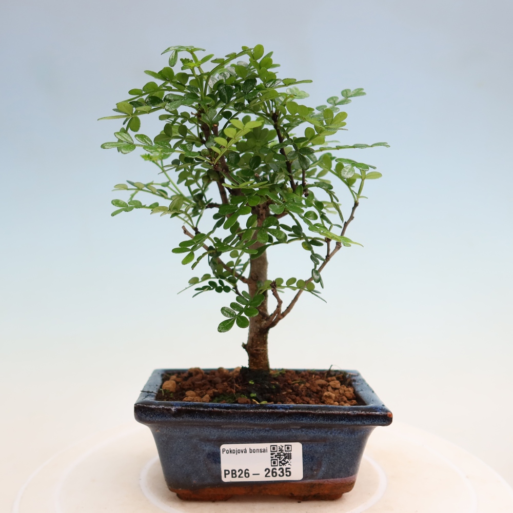 Room bonsai - Zantoxylum piperitum - pepper tree