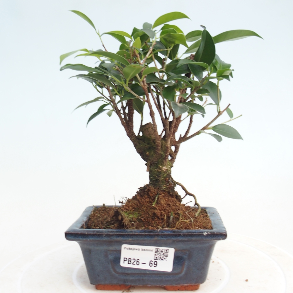 Room bonsai Ficus retusa kimmen