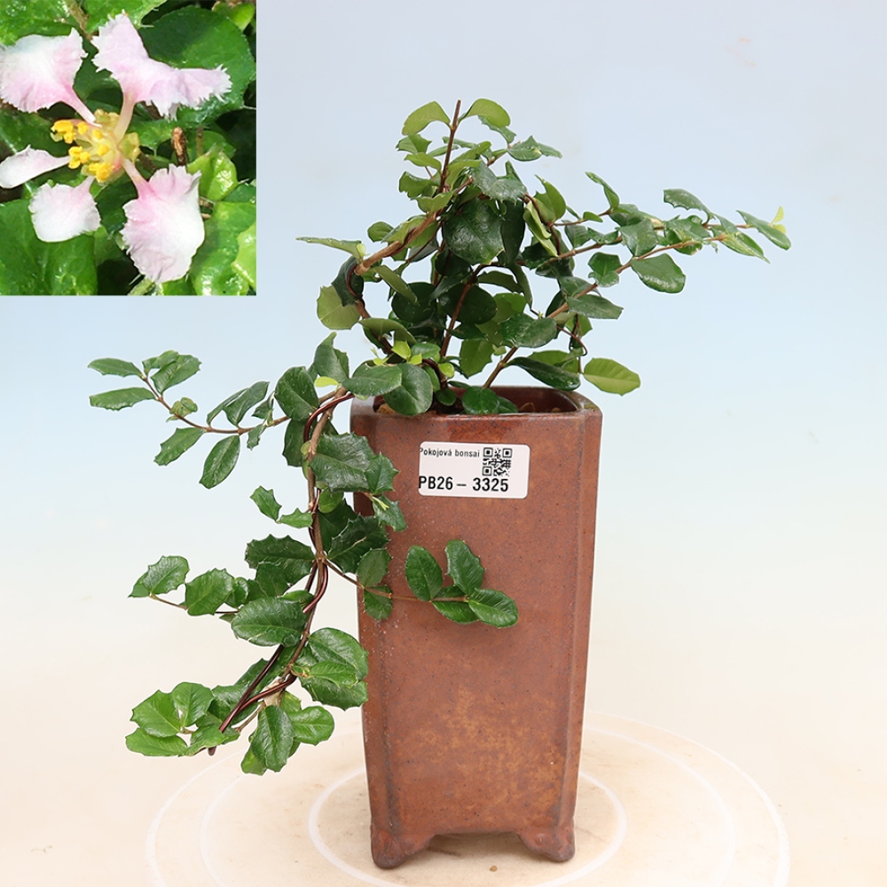Indoor Bonsai - Barbados Cherry (Malpighia coccigera)