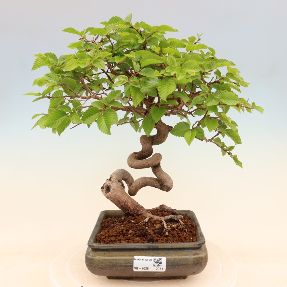 Outdoor bonsai -Carpinus coreana - Korean Hornbeam