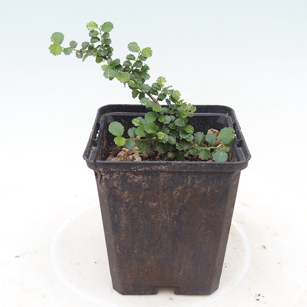 Room bonsai - Grewia sp. - Grewia small-leaved in container
