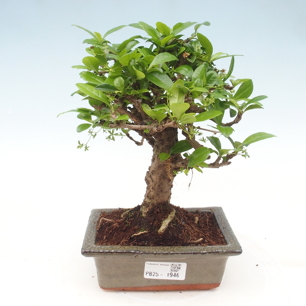 Indoor bonsai - Carmona macrophylla - Fuki tea
