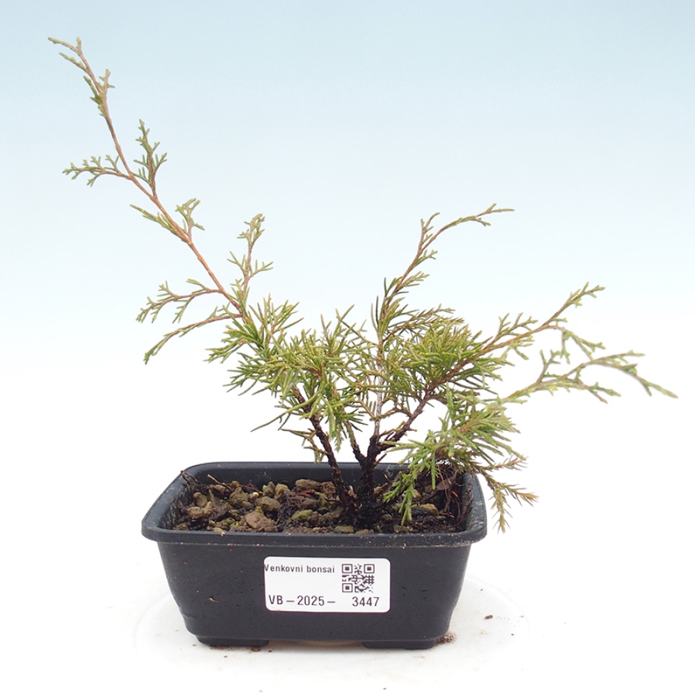Outdoor bonsai - Juniperus chinensis Itoigawa