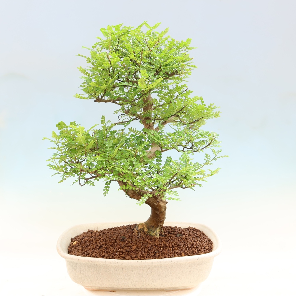 Room bonsai - Zantoxylum piperitum - pepper tree