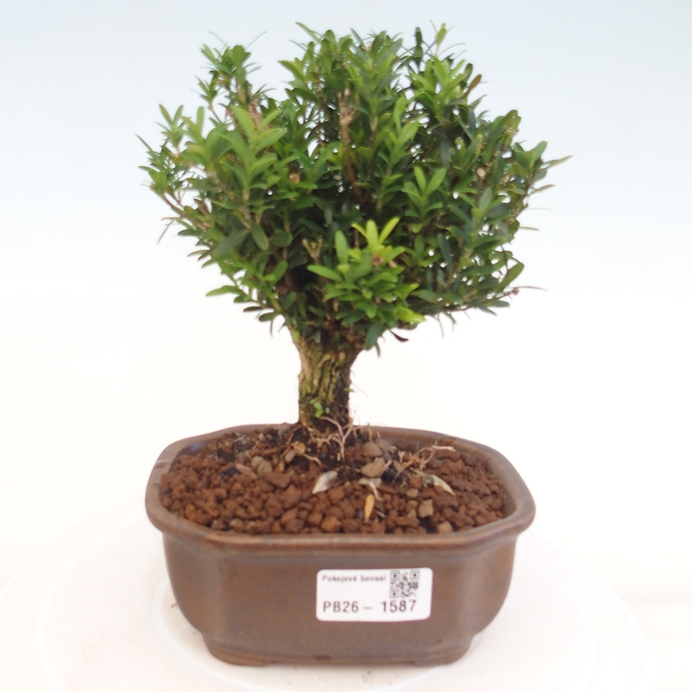 Room bonsai - Buxus harlandii - cork buxus
