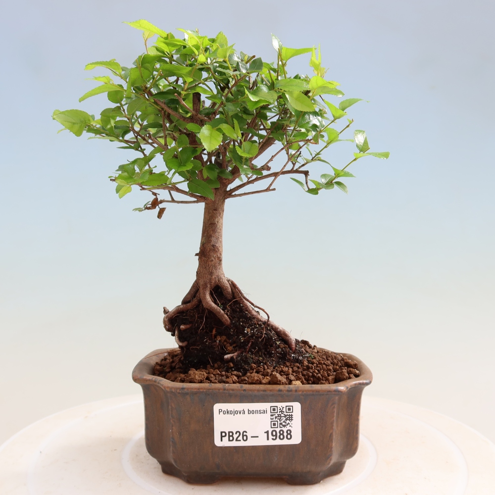 Room bonsai - Sageretia thea - Sageretia thea