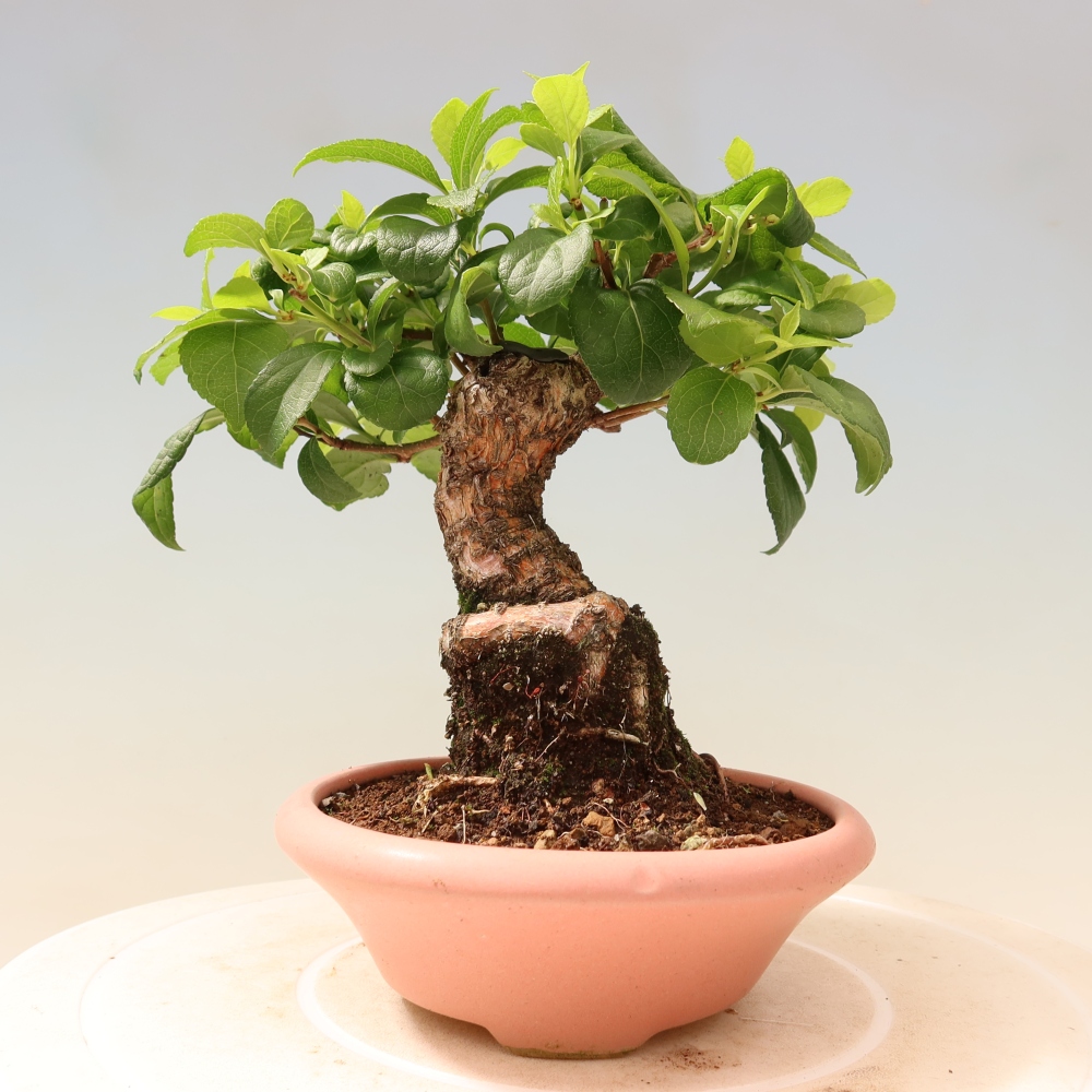 Outdoor bonsai - Celastrus orbiculatus