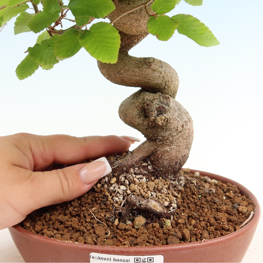 Outdoor bonsai -Carpinus coreana - Korean Hornbeam