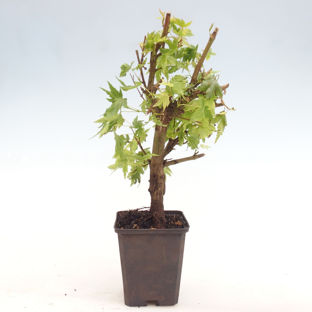 Outdoor bonsai - Acer palmatum Dr Tilt in container