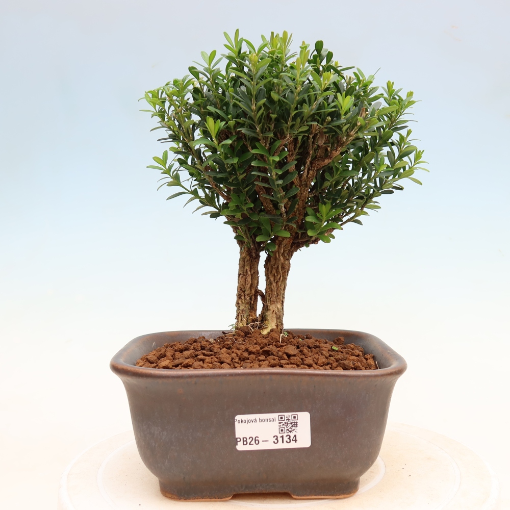 Room bonsai - Buxus harlandii - cork buxus