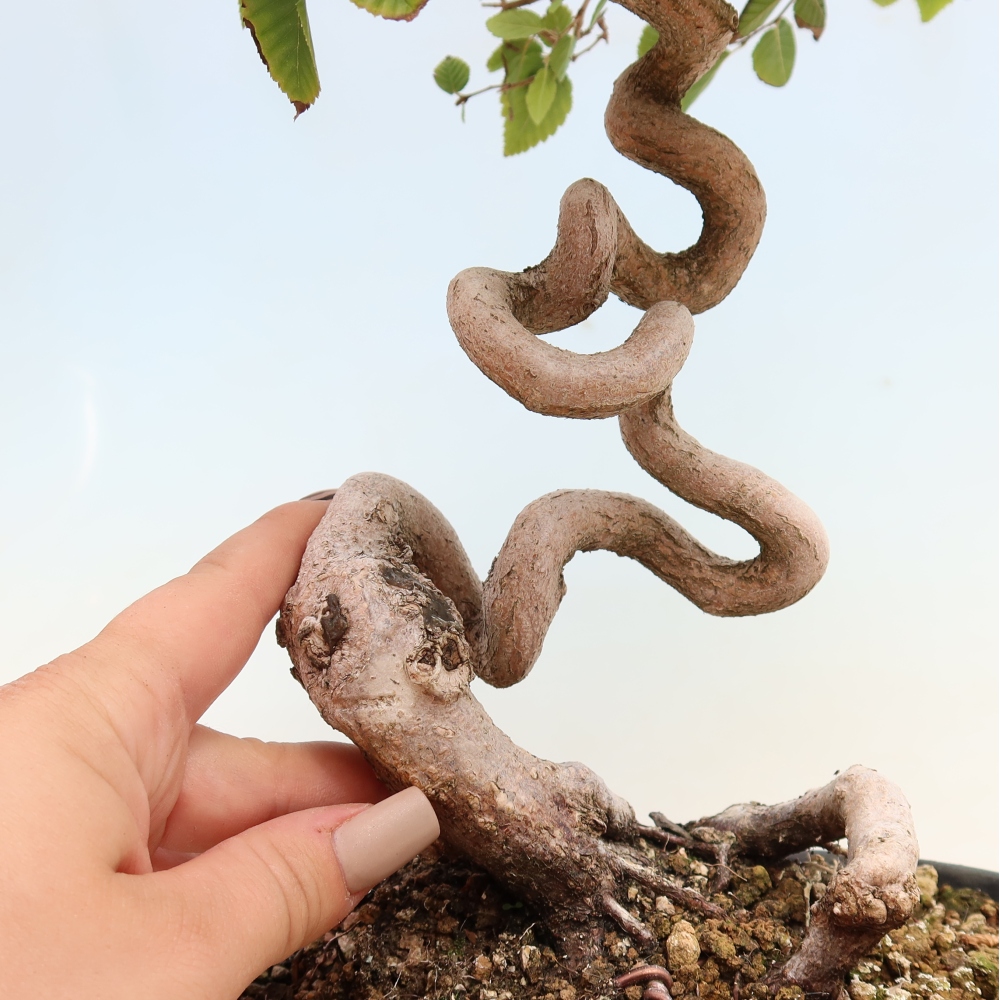 Outdoor bonsai -Carpinus CARPINOIDES - Korean Hornbeam