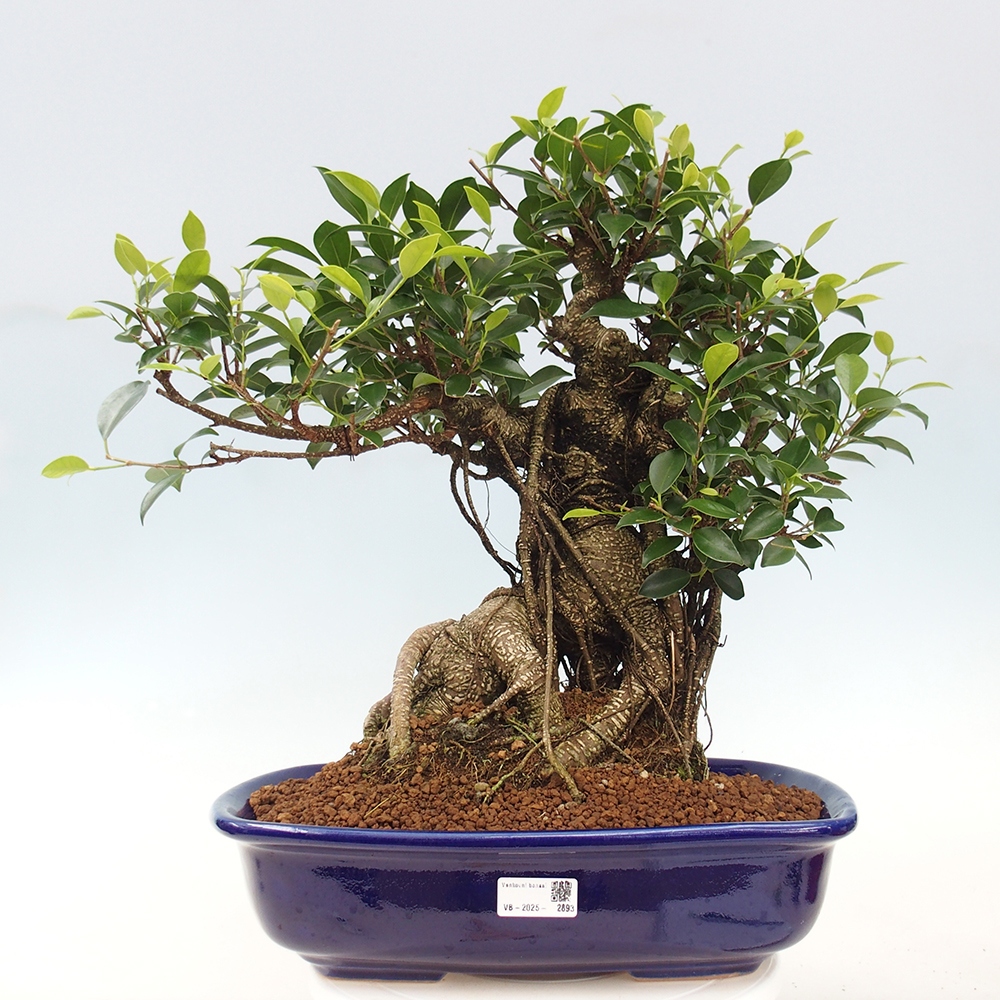 Room bonsai - Ficus kimmen - small-leaved ficus - PERSONAL COLLECTION ONLY or pallet transport