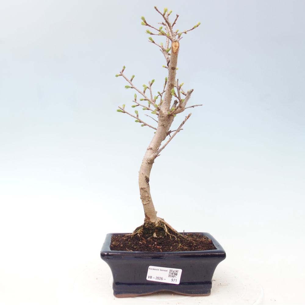 Outdoor bonsai -Pseudolarix amabis-Pseudolarix amabis