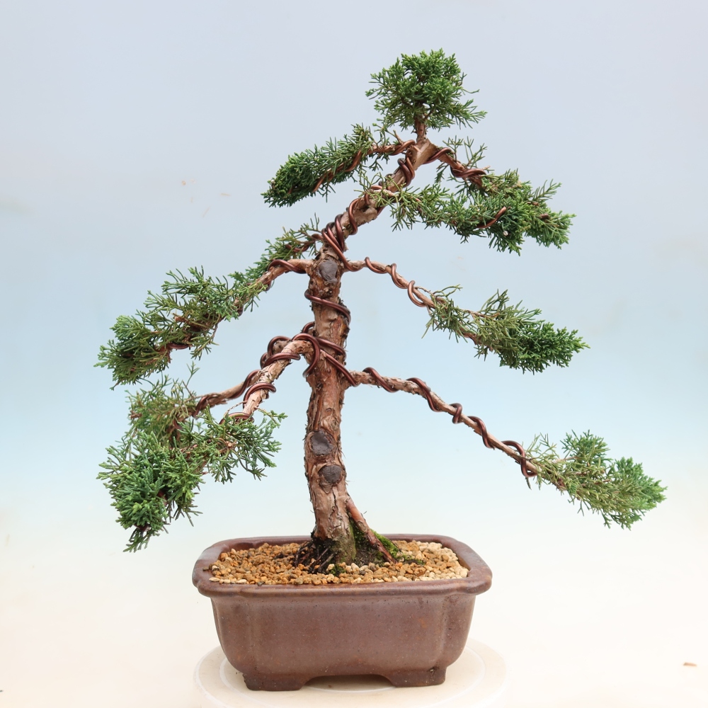 Outdoor bonsai - Juniperus chinensis Kishu