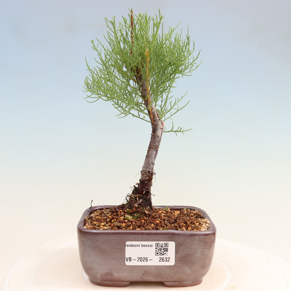 Outdoor Bonsai - Tamarisk - Tamarix