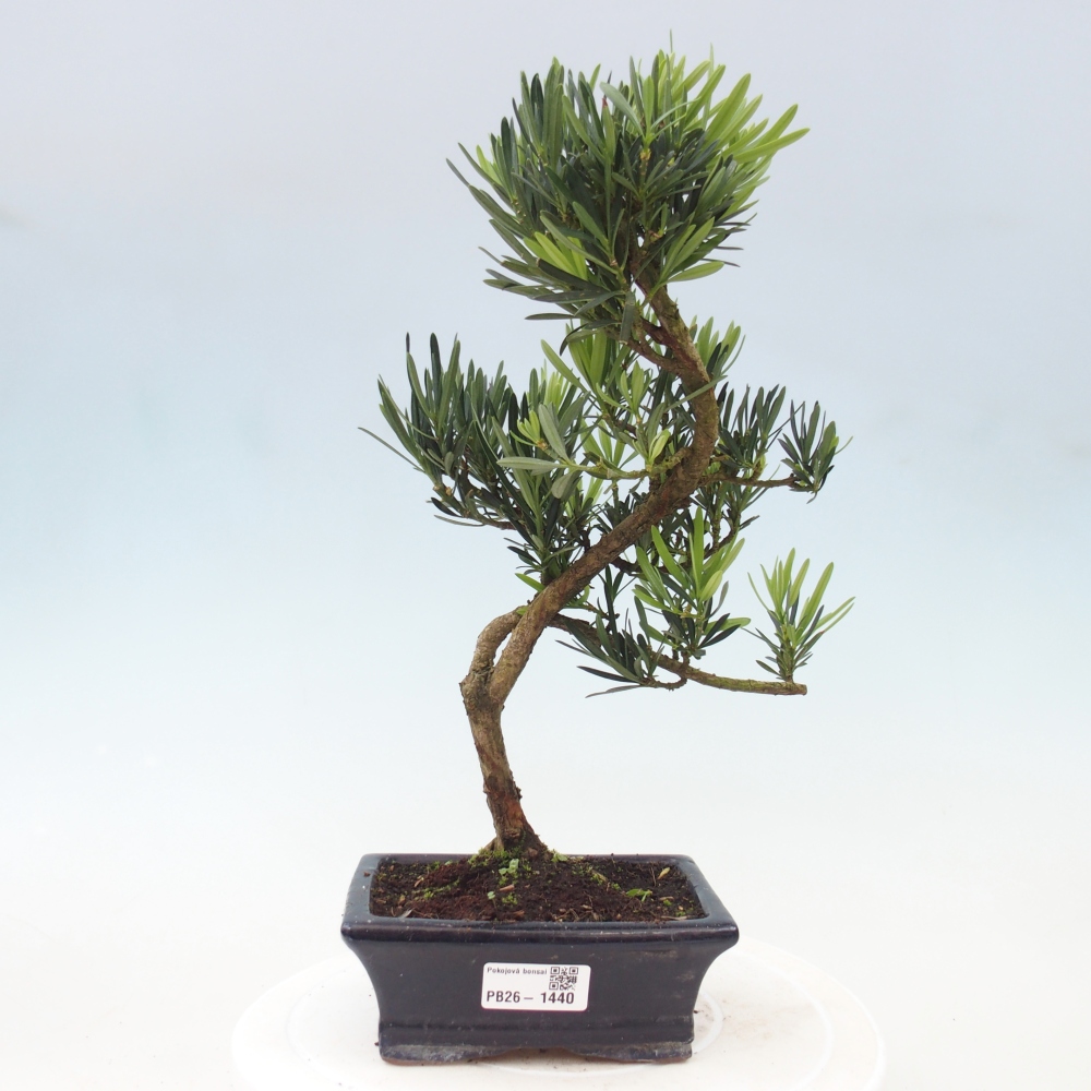 Room bonsai - Podocarpus - Stone Yew