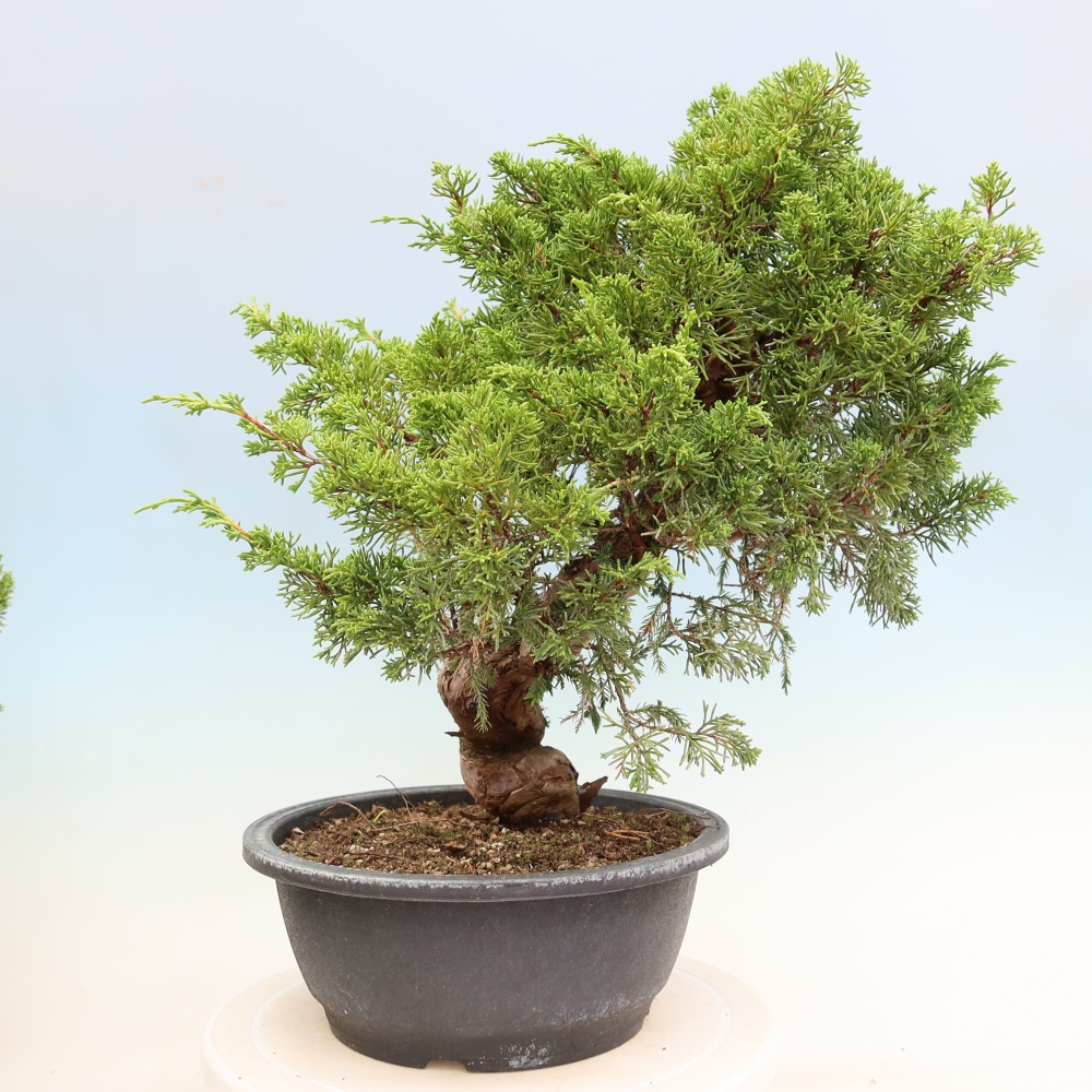 Outdoor Bonsai - Juniperus chinensis Itoigawa - Chinese Juniper