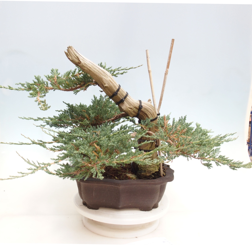 Outdoor bonsai - Juniperus  - Prostrate Juniper