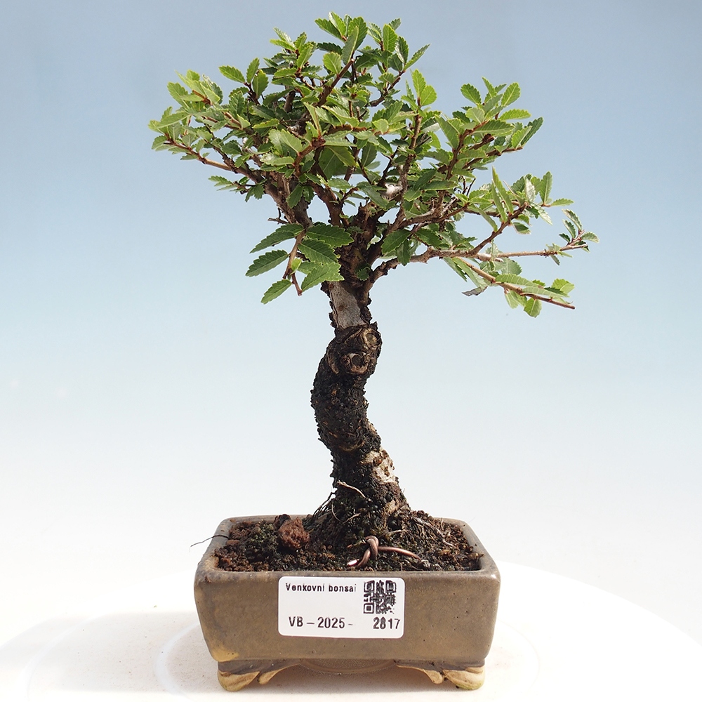Outdoor bonsai - Zelkova - Zelkova NIRE