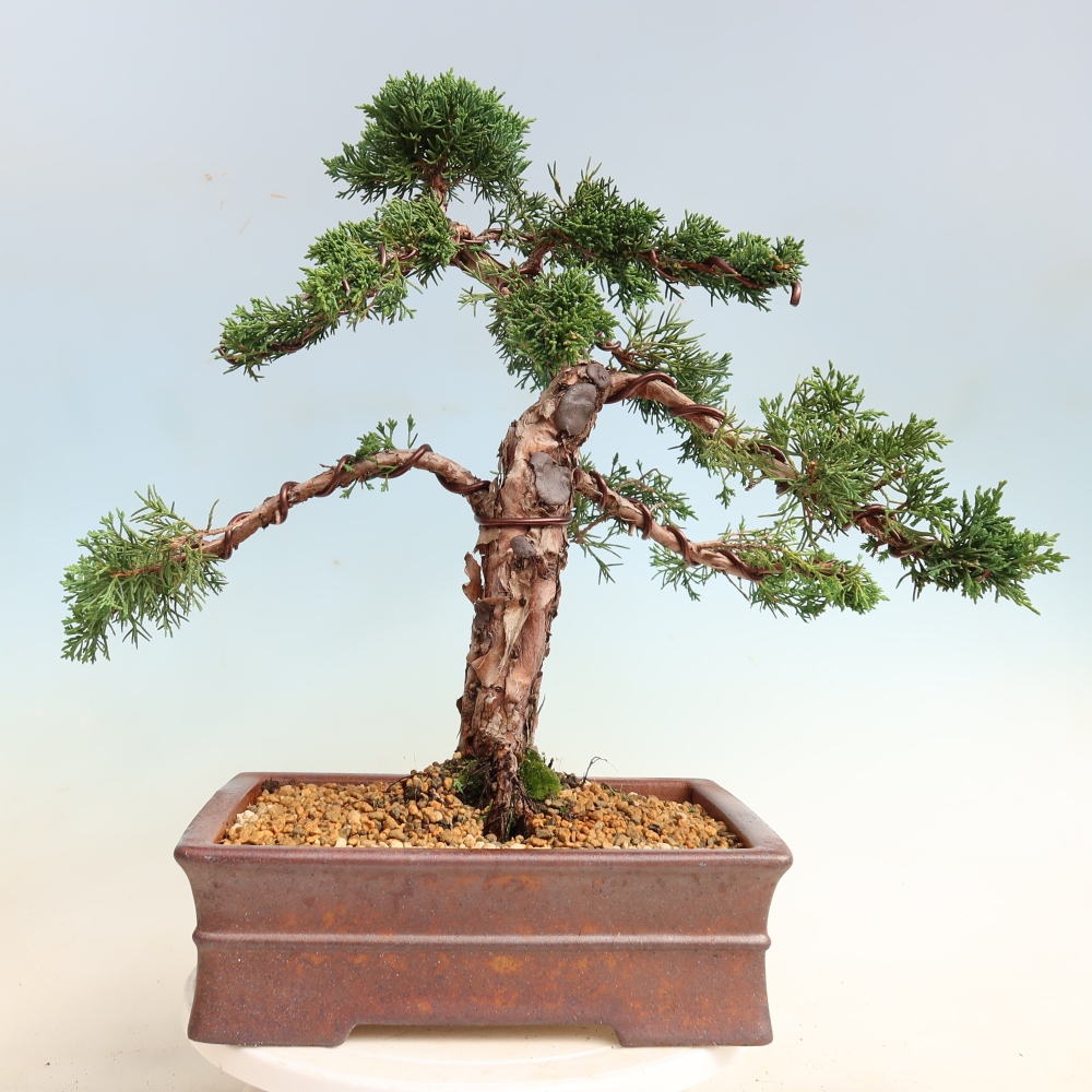 Outdoor bonsai - Juniperus chinensis Kishu