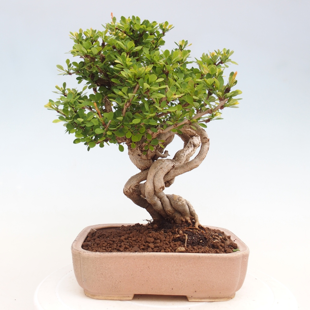 Outdoor bonsai - Berberis coreana
