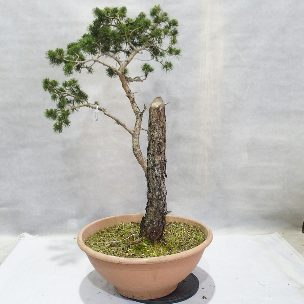 Yamadori - Pinus sylvestris 
