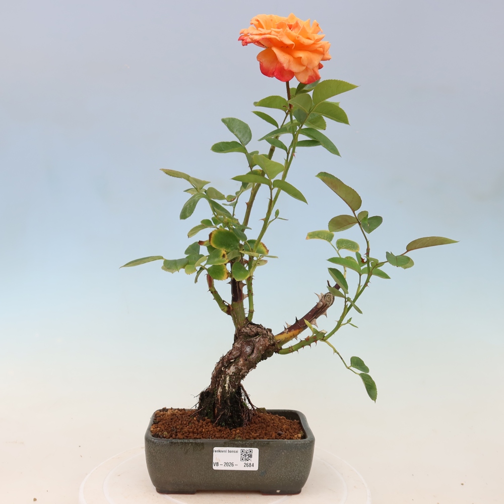 Outdoor Bonsai - Rosa Kordes - Rose