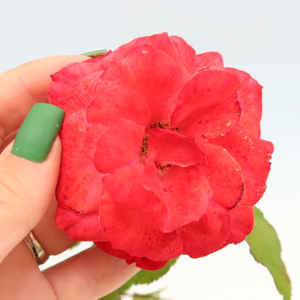 Outdoor Bonsai - Rosa Kordes - Rose