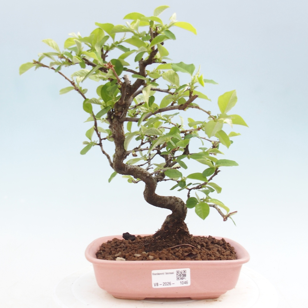 Outdoor bonsai - Chaneomeles chinensis