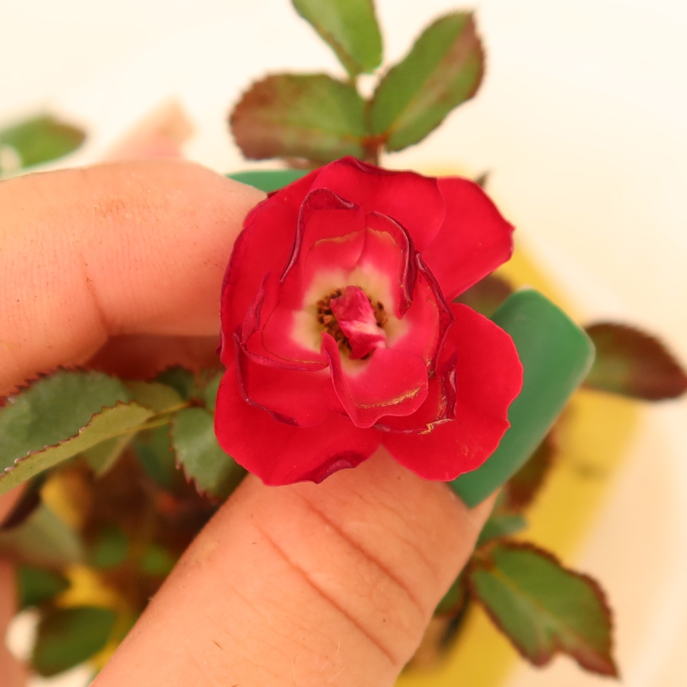 Outdoor Bonsai - Rosa Kordes - Rose