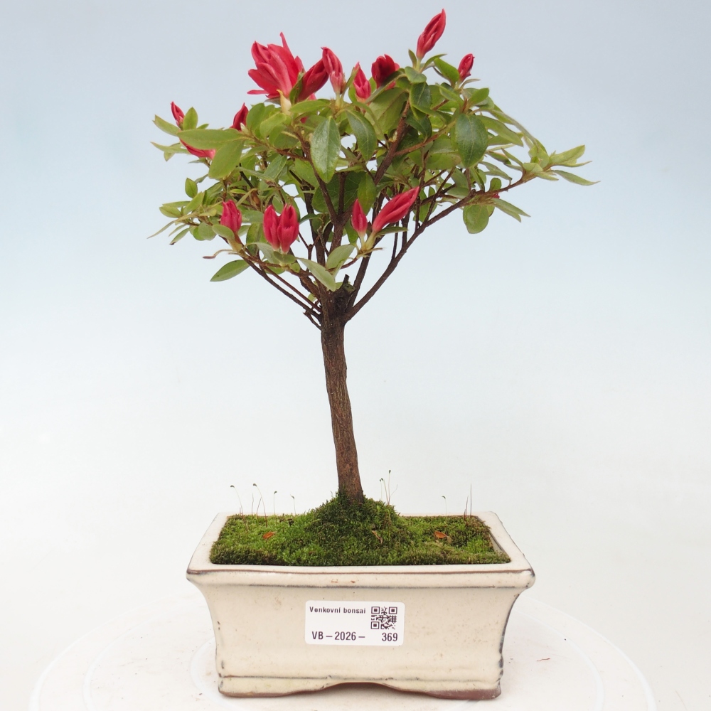 Outdoor bonsai - Japanese azalea - Azalea sp.