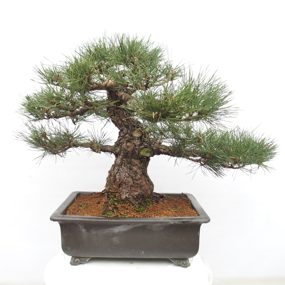 Outdoor bonsai - Pinus thunbergii - Thunberg pine