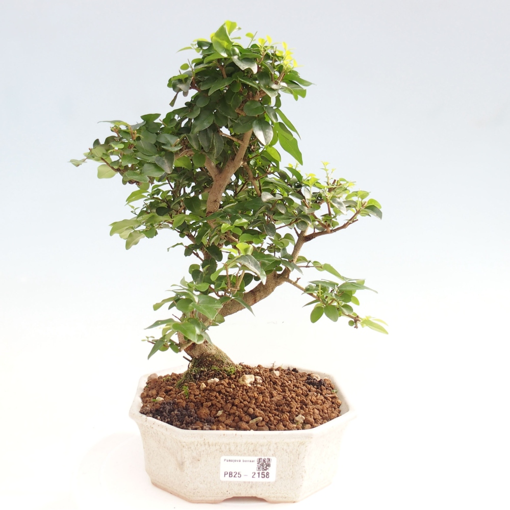Indoor bonsai -Ligustrum chinensis - Bird's beak